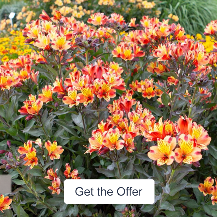 YouGarden Indian Summer Jumbo Plugs Planters & 100g Fertiliser